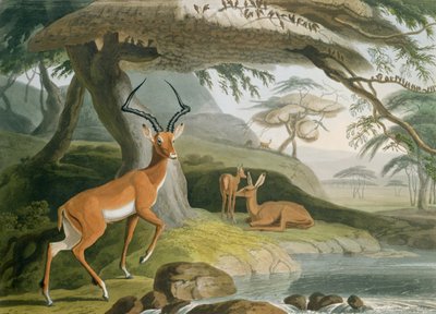 The Pallah, Plate 9 from 